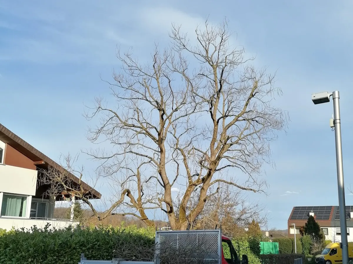 Baumpflege